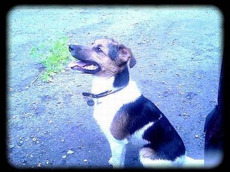 Blanding af racer whisky billede 14