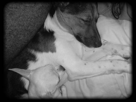 Blanding af racer whisky billede 16