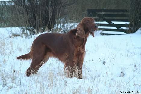 Irsk setter Hanna billede 11