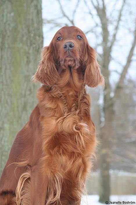 Irsk setter Hanna billede 12