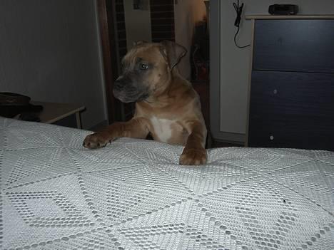 Amerikansk staffordshire terrier Tigi billede 2