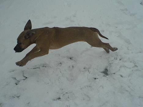 Amerikansk staffordshire terrier Tigi - nå mand det her sne er sjov billede 3