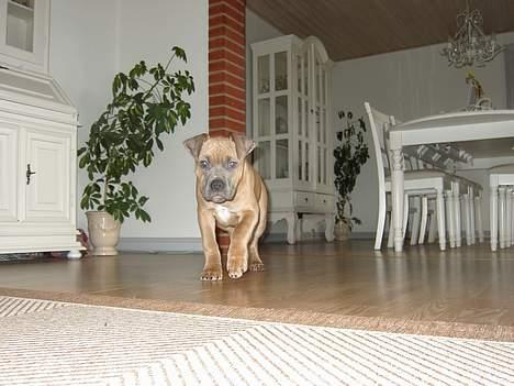 Amerikansk staffordshire terrier Tigi billede 4