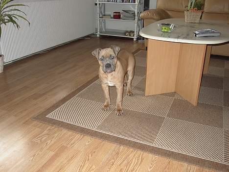 Amerikansk staffordshire terrier Tigi billede 6