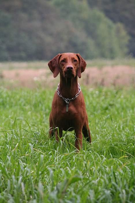 Vizsla Emmelie (Michens Alma) billede 11