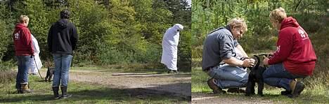 Dvaergschnauzer Sváva's Bioccolo - Tarzan - Igen fra mentaltesten, tarzan ville tilgengæld gerne snakke med de truende spøgelser, de var spændene, men ikke farlige :-) billede 17