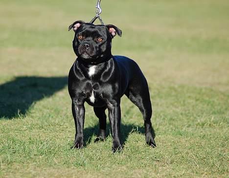 Staffordshire bull terrier Deestaff Adina billede 7