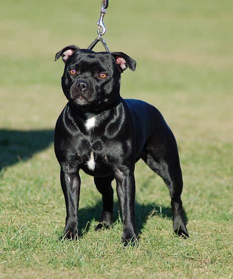 Staffordshire bull terrier Deestaff Adina billede 8