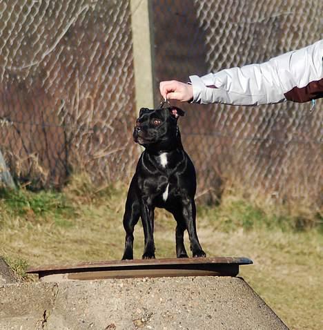 Staffordshire bull terrier Deestaff Adina billede 9