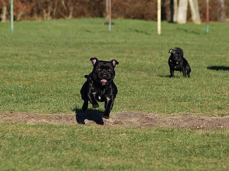 Staffordshire bull terrier Deestaff Adina billede 10