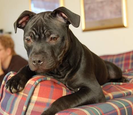 Staffordshire bull terrier Solo billede 12