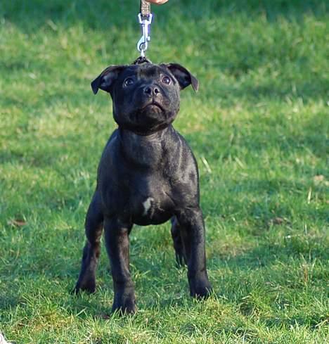 Staffordshire bull terrier Solo billede 13