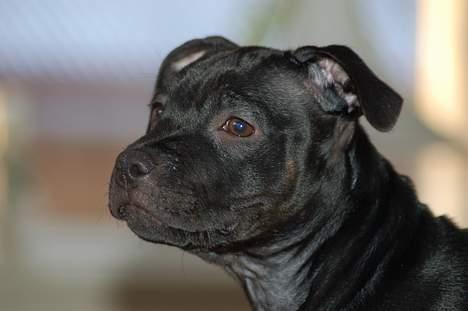Staffordshire bull terrier Solo billede 14