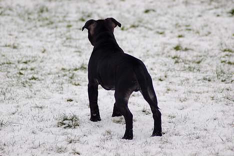 Staffordshire bull terrier Solo billede 15