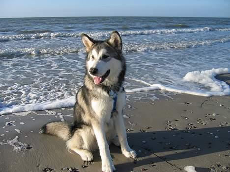 Alaskan malamute Chewie **Død feb 07** - 6 måneder ved stranden billede 19