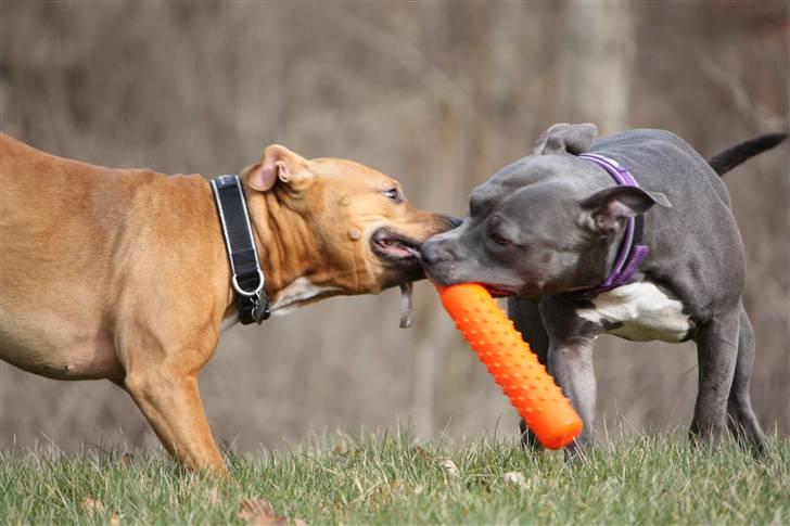 Amerikansk staffordshire terrier zika billede 17