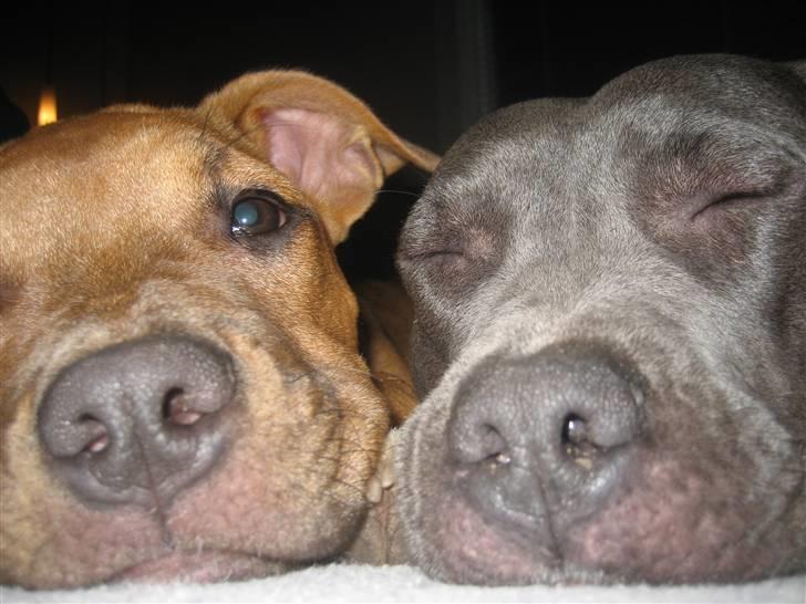 Amerikansk staffordshire terrier zika - Freja og Zika billede 18