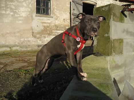 Amerikansk staffordshire terrier zika billede 19