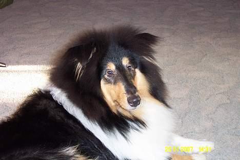 Collie langhåret Rambo billede 9