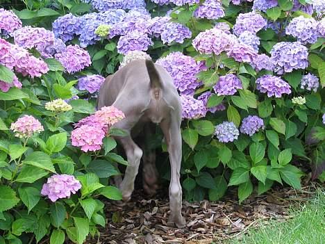 Weimaraner Sønderskoven's Diva Chili billede 12