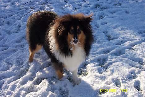 Collie langhåret Rambo billede 11