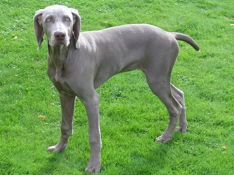 Weimaraner Sønderskoven's Diva Chili billede 13
