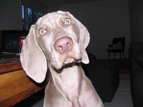 Weimaraner Sønderskoven's Diva Chili billede 14