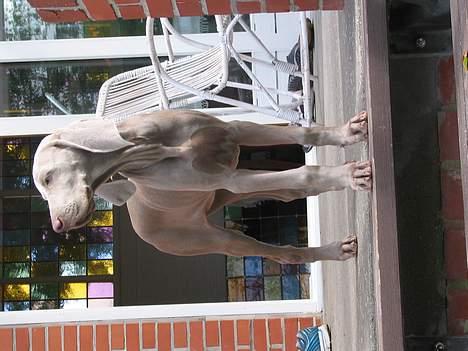 Weimaraner Sønderskoven's Diva Chili billede 15