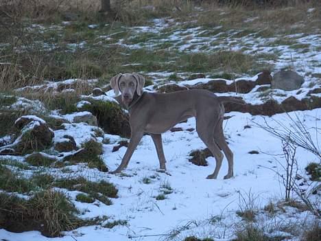 Weimaraner Sønderskoven's Diva Chili billede 16