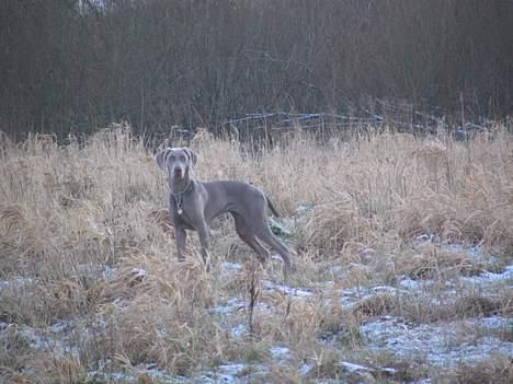Weimaraner Sønderskoven's Diva Chili billede 17