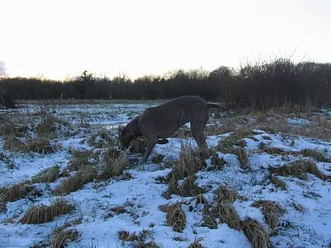 Weimaraner Sønderskoven's Diva Chili billede 18