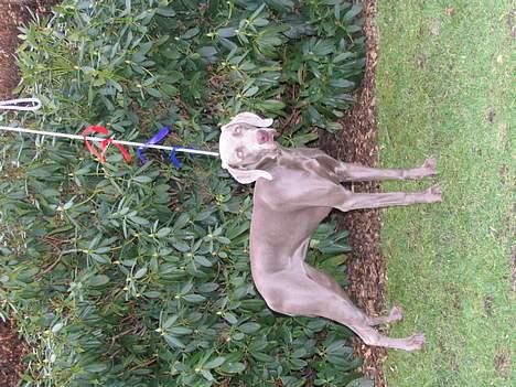 Weimaraner Sønderskoven's Diva Chili billede 19