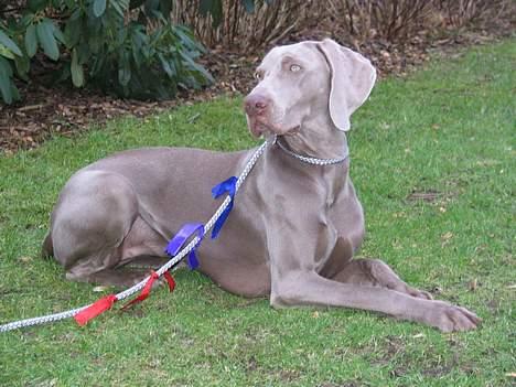 Weimaraner Sønderskoven's Diva Chili billede 20