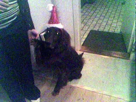 Irsk setter † Boss † R.I.P. Kirstinekjær's Boss - Februar 2007 billede 6