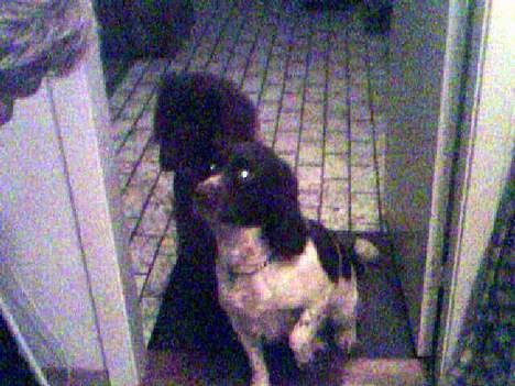 Irsk setter † Boss † R.I.P. Kirstinekjær's Boss - Februar 2007 billede 7