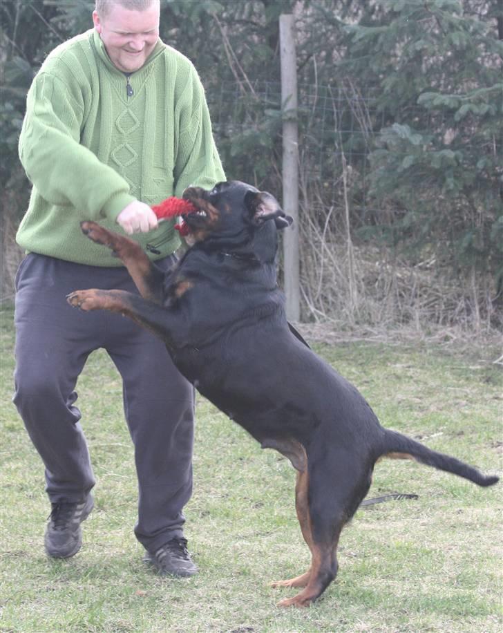 Rottweiler Vom Hause Wenorra Akira - Nyt billede 13