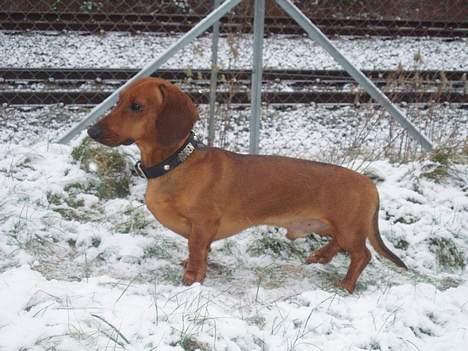 Gravhund Ruben - Så kom sneen... billede 6