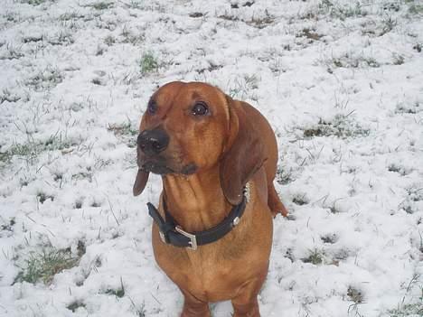 Gravhund Ruben - Ruben 10 mdr billede 7