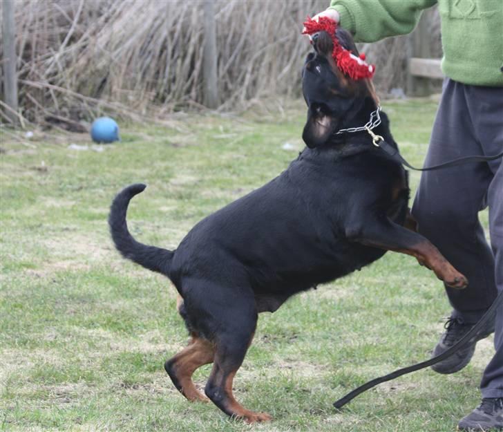 Rottweiler Vom Hause Wenorra Akira - Nyt billede 14