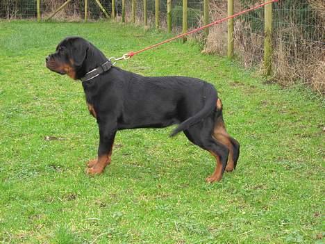 Rottweiler Vom Hause Wenorra Akira - 18 uger.. billede 15