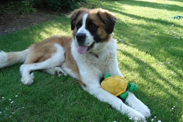 Sankt bernhardshund Mille - Mig og min bamse billede 1