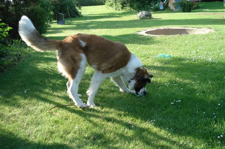Sankt bernhardshund Mille - jeg elsker at lege billede 2