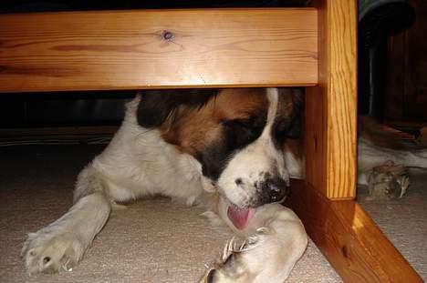 Sankt bernhardshund Mille - man skal huske at vaske sig billede 3