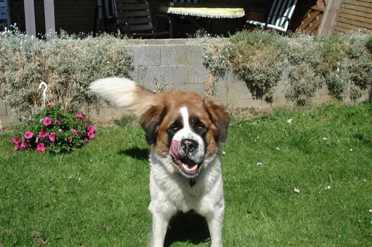 Sankt bernhardshund Mille - skulle lige have det hele med billede 4