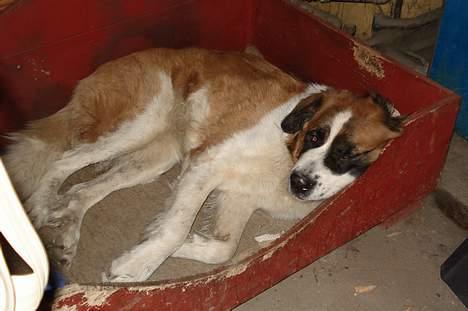 Sankt bernhardshund Mille - Det er nu godt at hvile sig en gang imellem billede 6