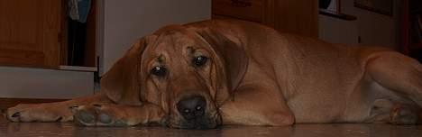 Broholmer Valde Ole Elo Edlav <''3 billede 14