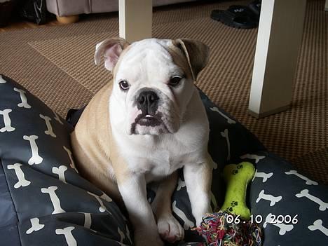 Engelsk bulldog Freja - Freja på sin pude, hvor hun elsker at ligge og tygge på kødben! billede 1