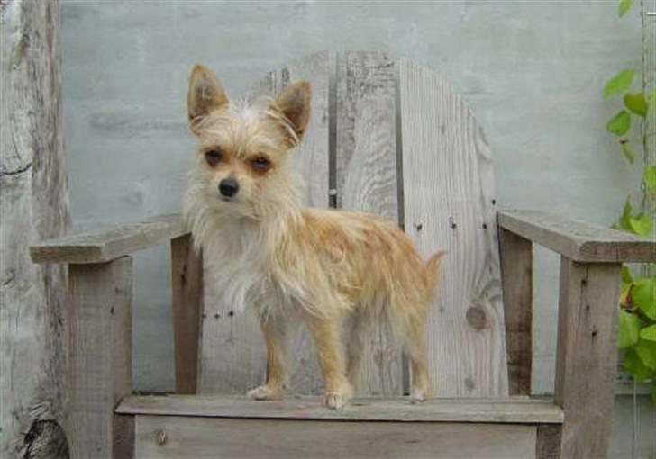 Blanding af racer Thilde - Thilde er nu fuldvoksen. billede 1