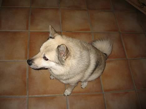 Norsk buhund Cobbe *død* billede 1