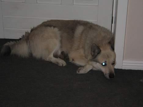 Norsk buhund Cobbe *død* billede 2